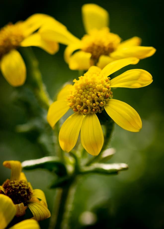 A yellow flower with pollen.