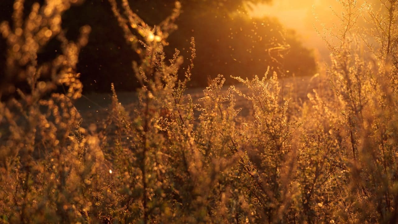 Pollen and plants in a sunset.