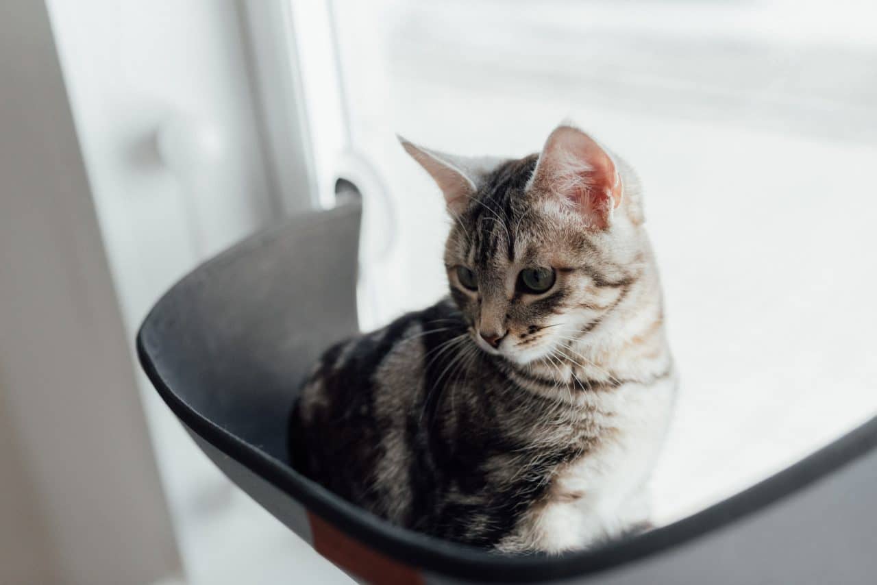 Gray tabby kitten.