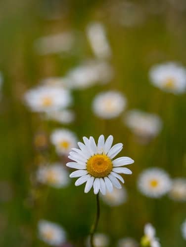 White flowers with a yellow center in a large field outdoors.