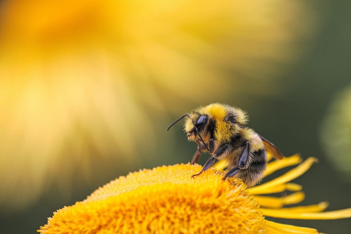 A honey bee landing on a flower.
